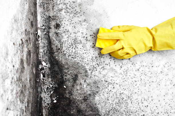 Home Mold Removal in California Polytechnic State University, CA