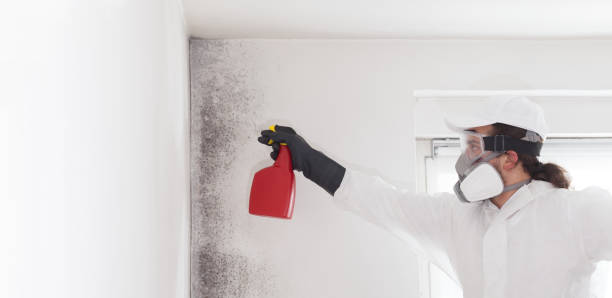 Best Attic Mold Removal  in Lifornia Polytechnic State University, CA