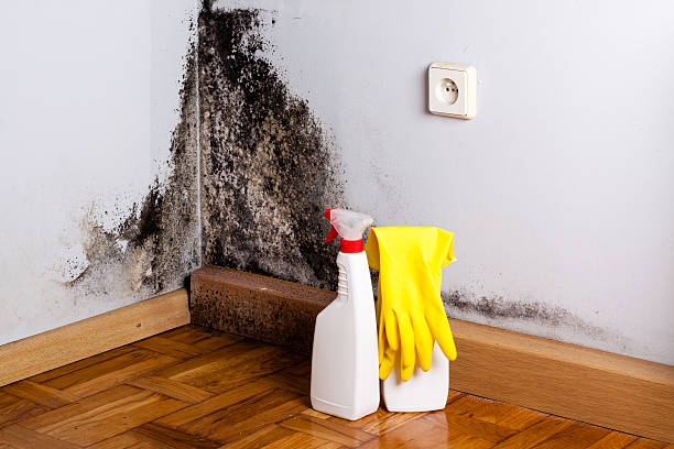 Lifornia Polytechnic State University, CA Mold Removal Pros