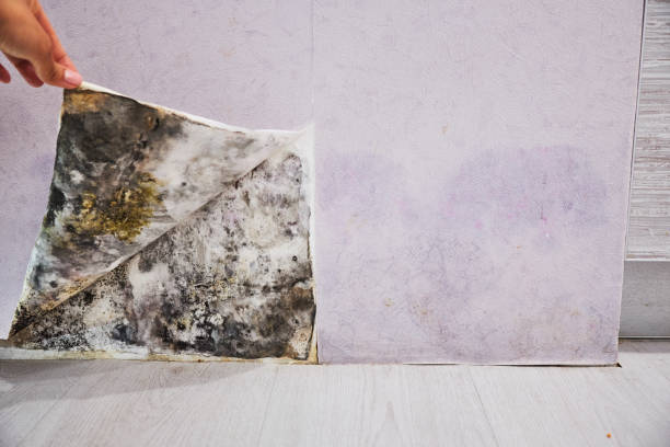 Best Mold Cleaning Services  in Lifornia Polytechnic State University, CA